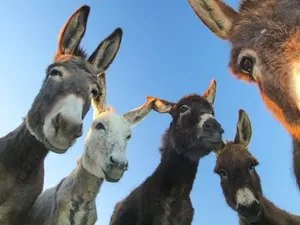 What do you call a bunch of animals that can't stop cracking jokes?