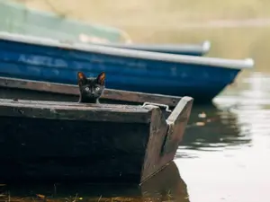 There were four cats in a boat. One jumped out. How many were left?