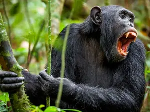 What animal cheers the loudest at sports games?