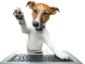 What animal knows how to work a computer?
