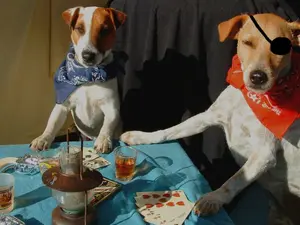 What animal should you never play poker with?