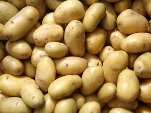 What are baby potatoes called?