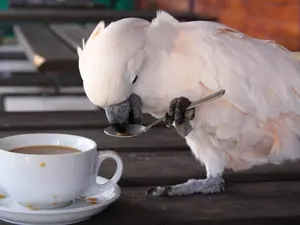 What bird shouldn't drink coffee?