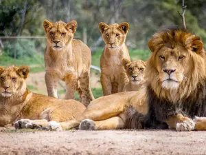 What book do lions read aloud to their whole family?