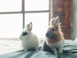 What did one bunny say about the other bunny's new updo?
