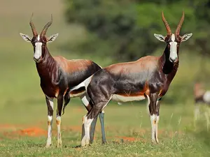 What did the antelope husband call his wife?