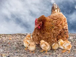 What did the baby chick say when he saw his mother sitting on an orange?