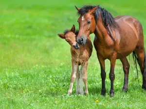 What did the baby horse say when his mom asked if he was hungry?