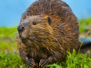 What did the beaver say to the tree?