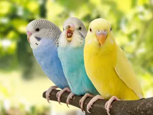 What did the bird ask its friend when it was worried about aging?