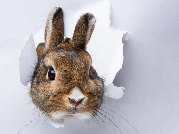 15 Rabbit Jokes Every Bunny Will Love