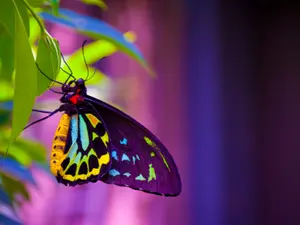 What did the butterfly's kids say that made her cry?