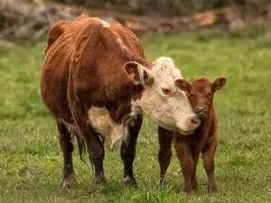 What did the calf's mom tell him when he was frowning too much?