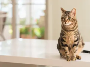 What did the cat say when he fell off the table?