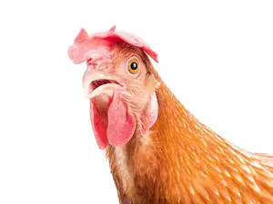 What did the chicken do when he saw a bucket of fried chicken?
