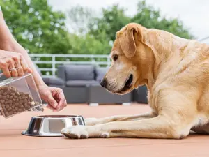 What did the dog say when his owner poured his food?