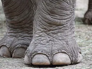 What did the elephant do when he hurt his toe?