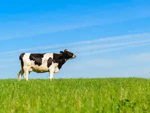 What did the farmer call the cow that would not give him any milk?