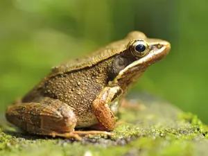 What did the frog order at McDonald's®?