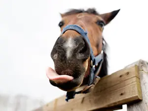 What did the horse say when it collapsed?