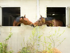 What did the horses say when they saw their friend who lives across the street?