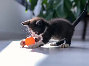 What did the kitten say when it lost its favorite toy?