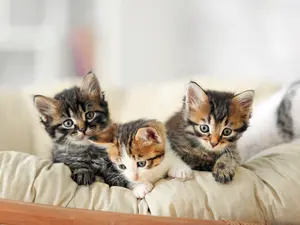 What did the kittens do to their new owner's house?