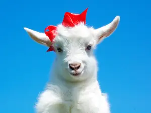 What did the mama goat say to her child?