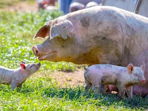 What did the momma pig say when her piglet had nightmares?