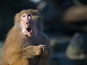 What did the monkey say when the baboon stole its money?