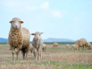 What did the sheep receive as a gift for Mother's Day?
