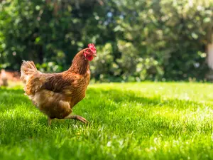 What did the sick chicken say?