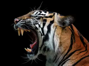 What did the tiger eat after having his teeth pulled?