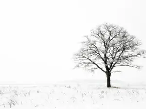 What did the tree say after the long frigid winter?