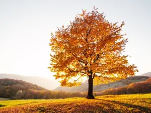 What did the tree say to its branches in autumn?