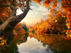 What did the tree say when autumn came around?