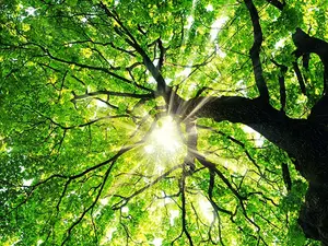 What did the tree say when his kid wanted an expensive toy?