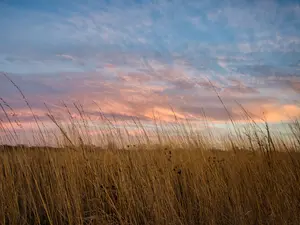 What did the two grasslands become when their parents got married?