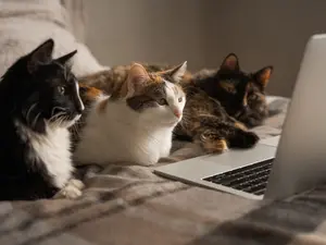 What do cats say after a sarcastic remark?