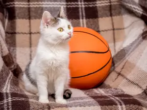 What do cats say when their basketball shot misses the basket?