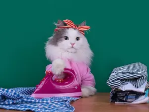 What do cats wear to work?