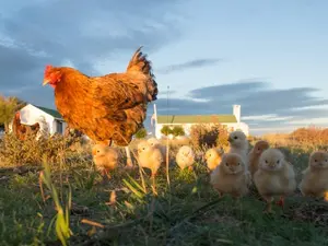 What do chicken families do on Saturday afternoon?
