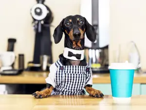 What do dogs order at coffee shops?