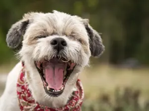 What do dogs say to each other when they sneeze?