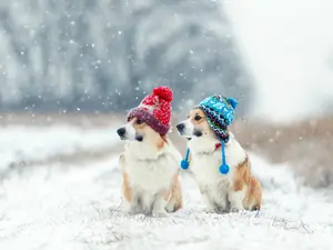 What do dogs wear on their ears when it's cold outside?