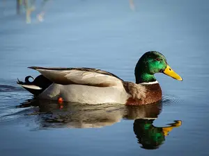 What do ducks get after they eat?