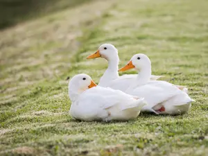 What do ducks have for lunch?