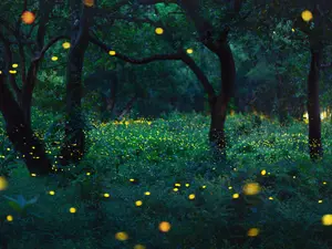 What do fireflies drink to stay hydrated?