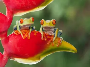 What do frogs order when they get BBQ?