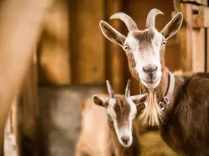 What do goats and moms have in common?